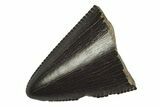 Serrated Tyrannosaur Tooth Tip - Judith River Formation #231243-1